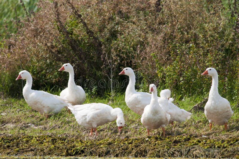 White Geese Flock