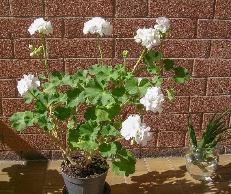 White geranium flower stock photo. Image of cranesbill 224492062