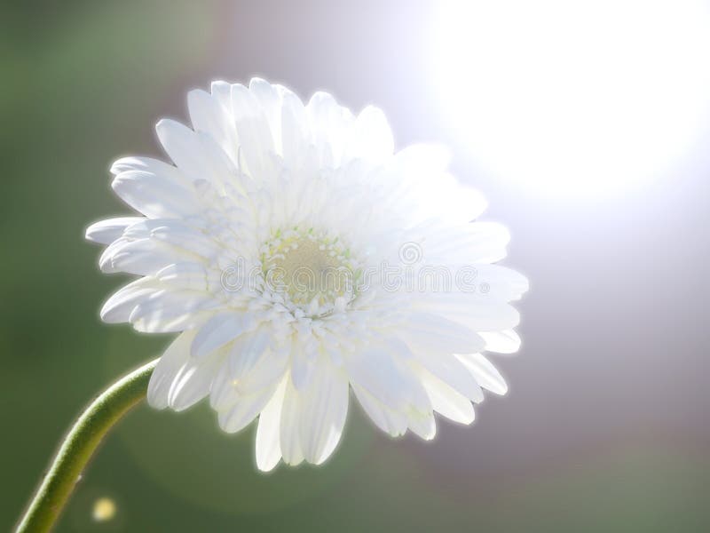 White gerber daisy stock image. Image of copy, blur - 165327251