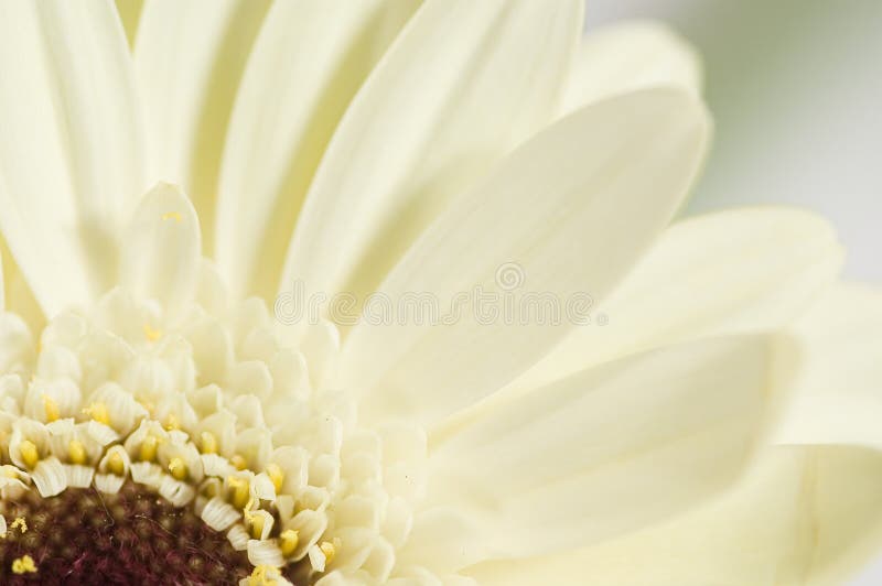 White gerber flower in close-up on a light background