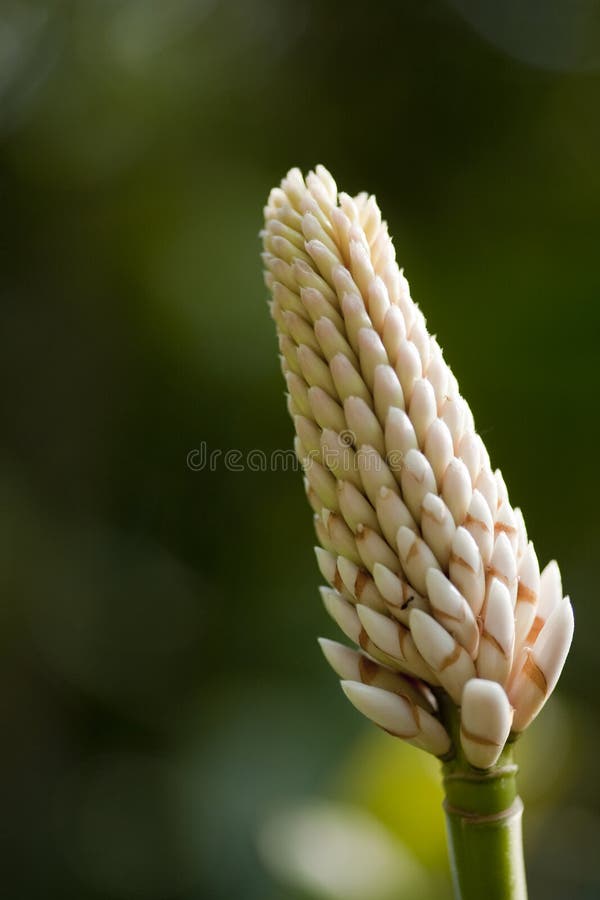 Ginger flower on plant. stock photo. Image of hawaii, nature 2046004