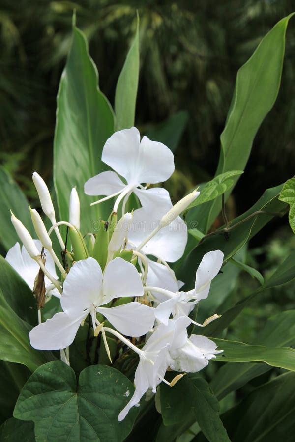 White Ginger stock image. Image of stem, blooms, trip 80192095