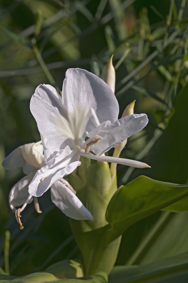 White Ginger Lily Flower Stock Photos Download 315 Royalty Free Photos