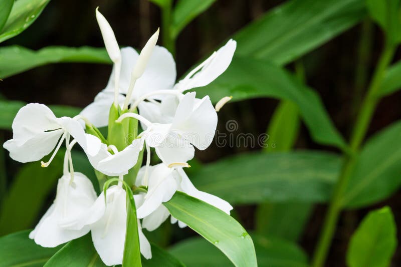 111 Hedychium Coronarium Photos Free Royalty Free Stock Photos From Dreamstime