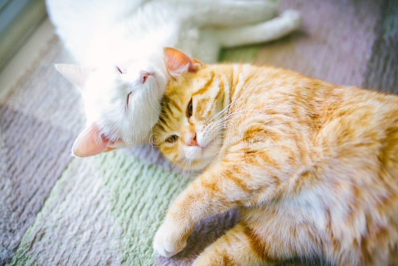 White and Ginger Yellow Cat Stock Image Image of couple, adorable
