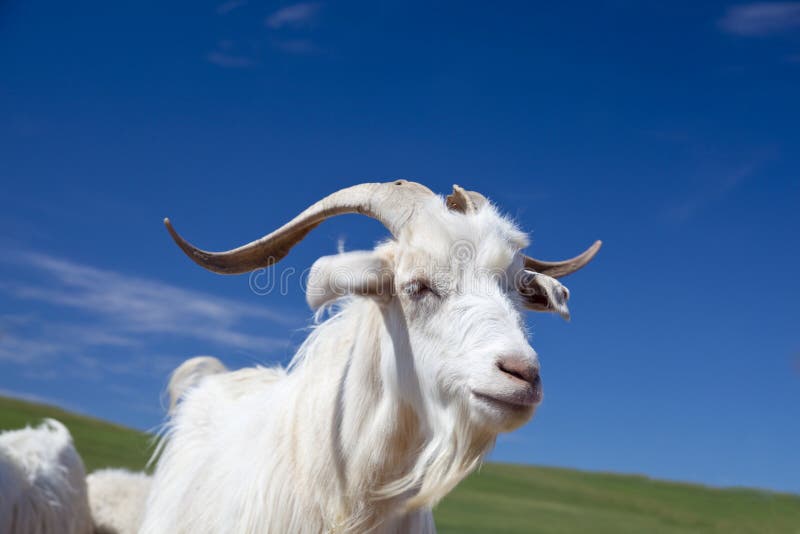 White goat