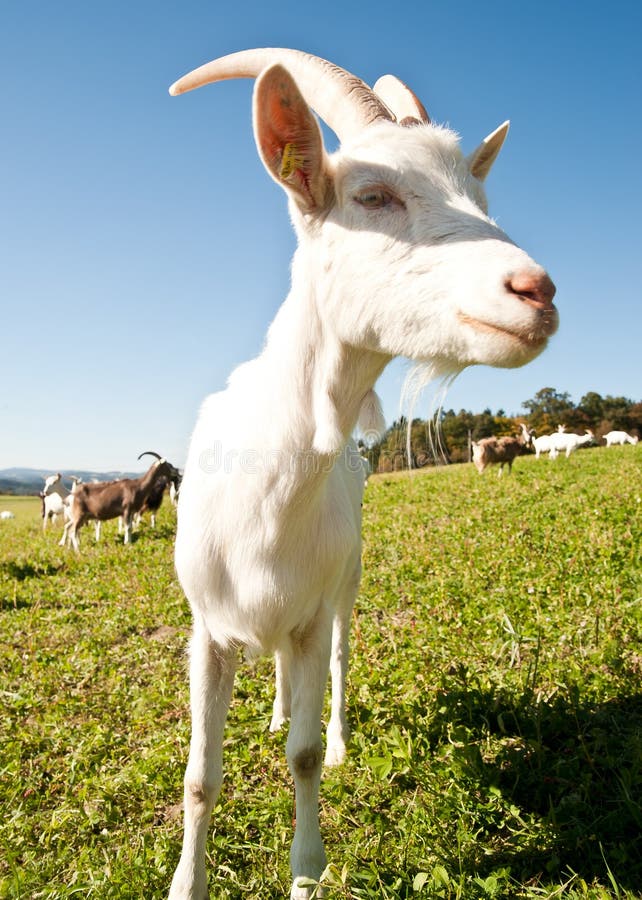 Alpine Goat stock image. Image of fleece, eyes, cute, goat - 5178087