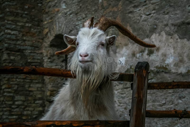 White goat on a background of a brick wall, curious goat behind a wooden fence , horns and beard animals , farm stock images White goat on a background of a brick wall, curious goat behind a wooden fence , horns and beard animals , farm stock images