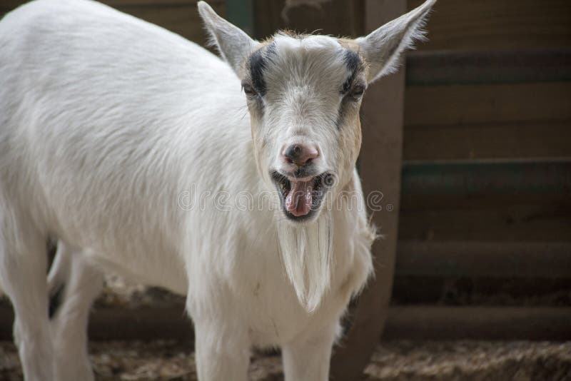 Goat Bleating with Mouth Open Stock Image - Image of goats, agriculture:  158506409
