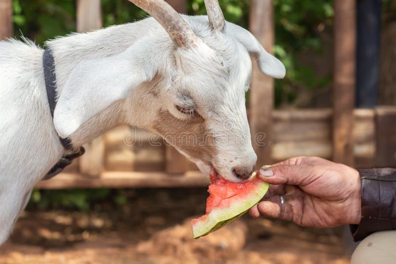 A White Goat Eats a Watermelon Stock Image Image of livestock, horn