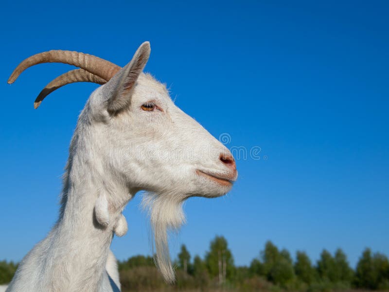 Goat stock image. Image of hill, pasture, white, animal - 5760477