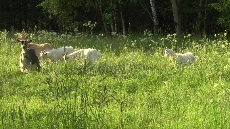 White goat grazing in the field. Little goat on the chain.Mother goat with goat, two goats.