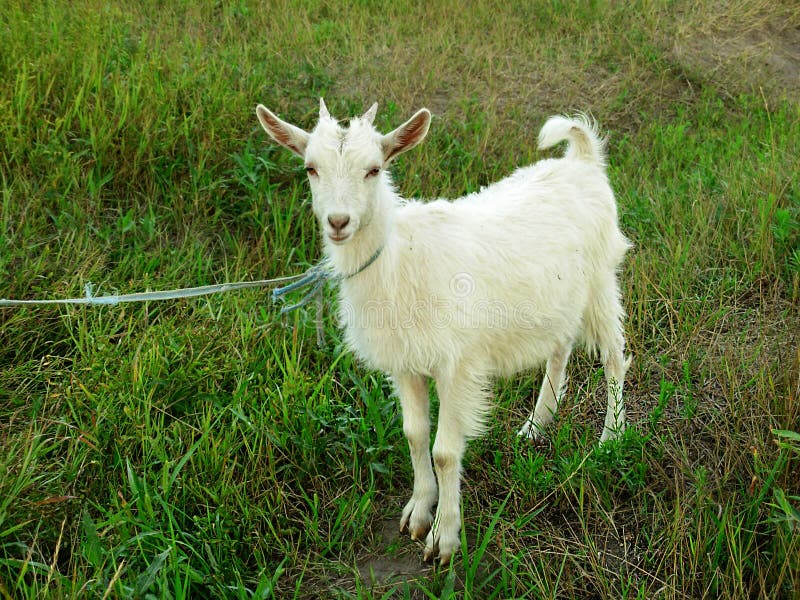 White goat