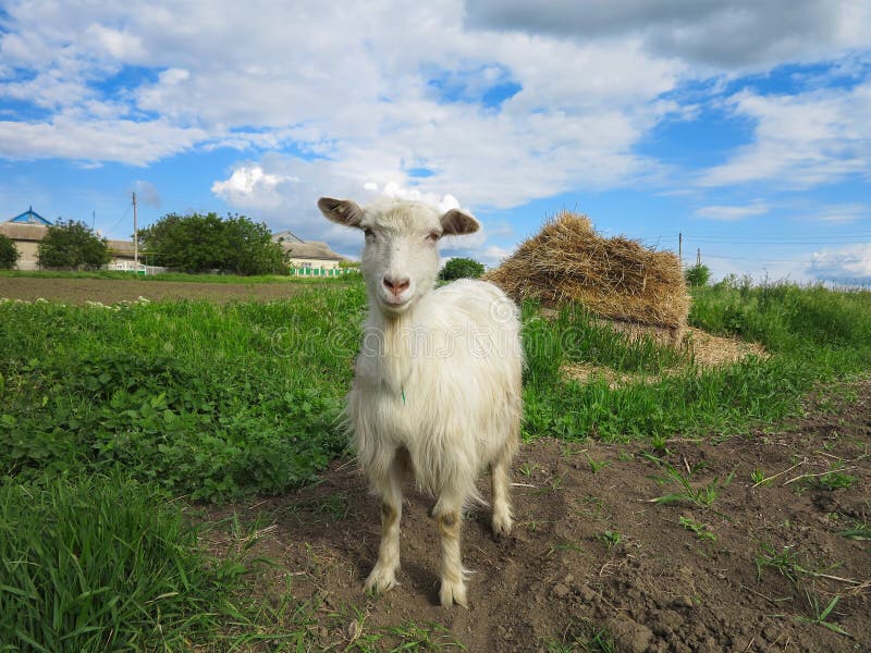 White goat grazing on a green meadow on sunny day