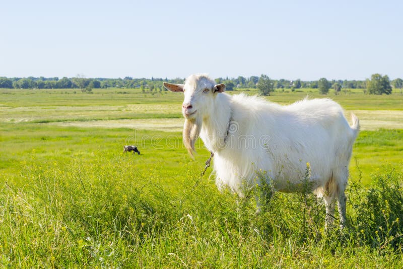 White goat grazing in a green summer meadow, eating grass on a pasture, farm animal in a field