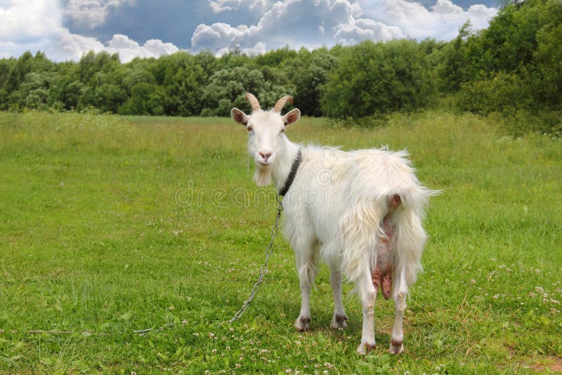 White goat grazing