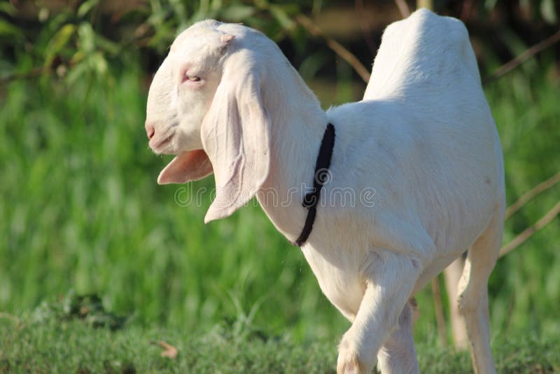 White Goat from Indian Breed of Goats a Domestic Dairy Animal Stock Image -  Image of domestic, beast: 195066889