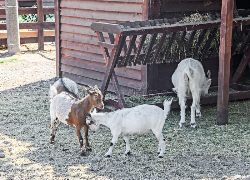 White Goat Kids Playing, Goatling, Outdoor Stock Photo Image of kids