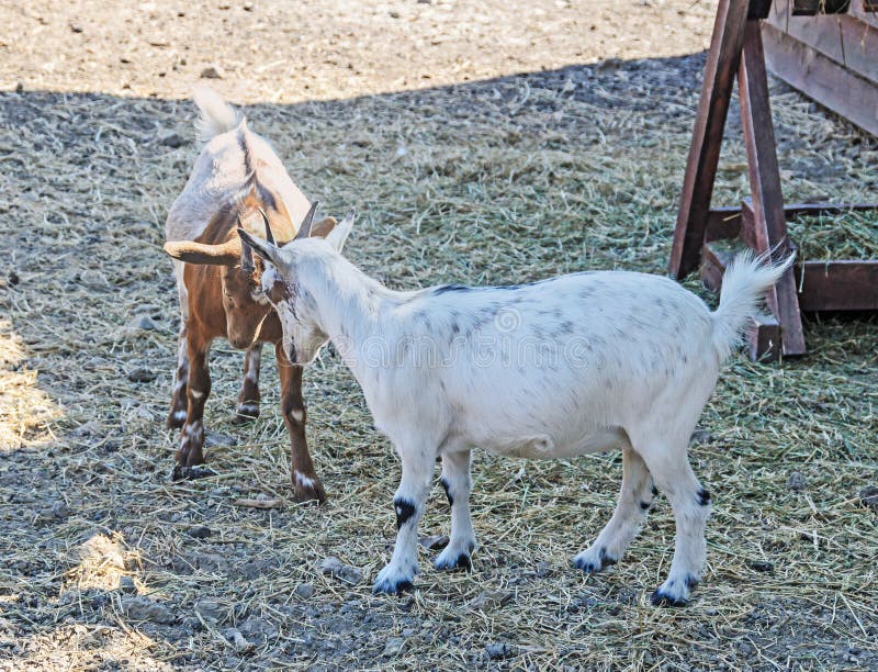 White Goat Kids Playing, Goatling, Outdoor Stock Photo Image of kids