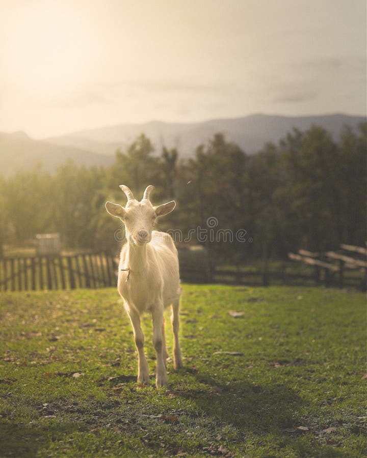 L'animale ritratto bianco una capra durante d'oro lezione verde suggestivo la luce il sole.