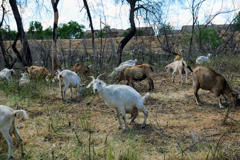 Goat Urinating Stock Photos Free & RoyaltyFree Stock Photos from