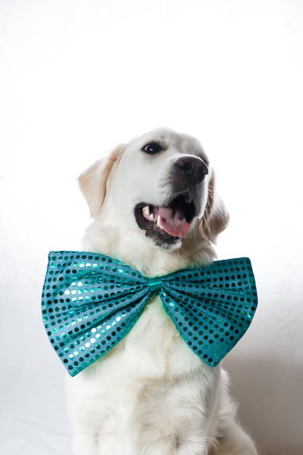 White Golden Retriever with Teal Bow Tie Stock Image Image of friend