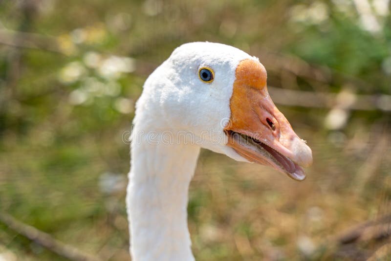 A White Goose Closeup, a Head with an Orange Beak and a Tongue with