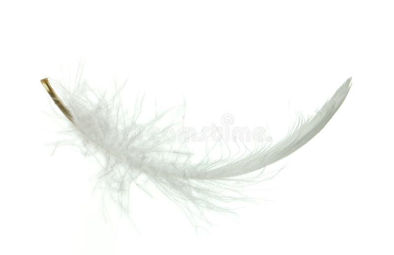 White goose feather royalty free stock images