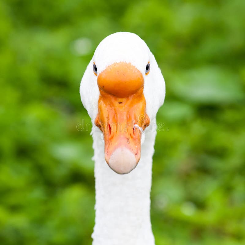 White goose head closeup portrait front view