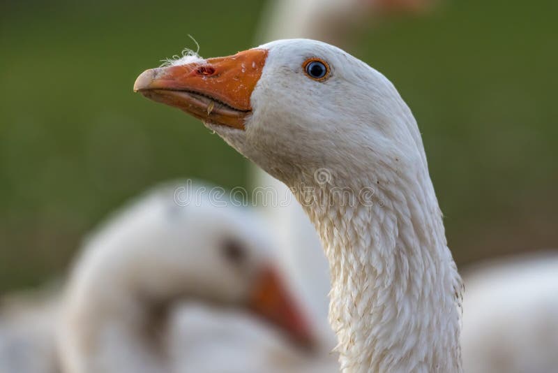 Beautiful white goose on a meadow in front of green background. Portrait of neck head and beak