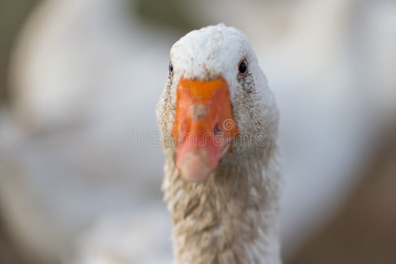 Beautiful white goose on a meadow in front of green background. Portrait of neck head and beak