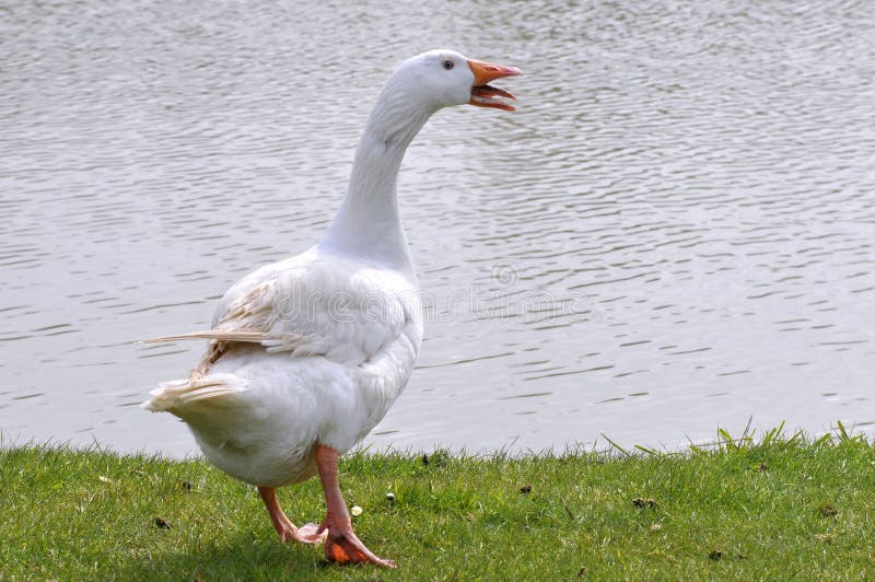 White goose near pond royalty free stock photos