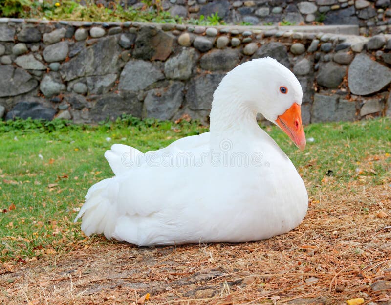 White Goose stock photos