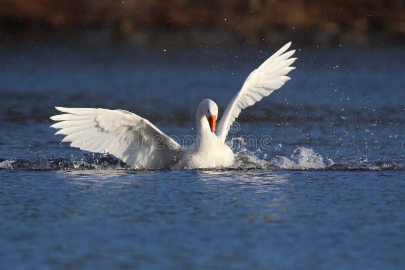 A White Goose Splashing it`s wings on a pond in Winter
