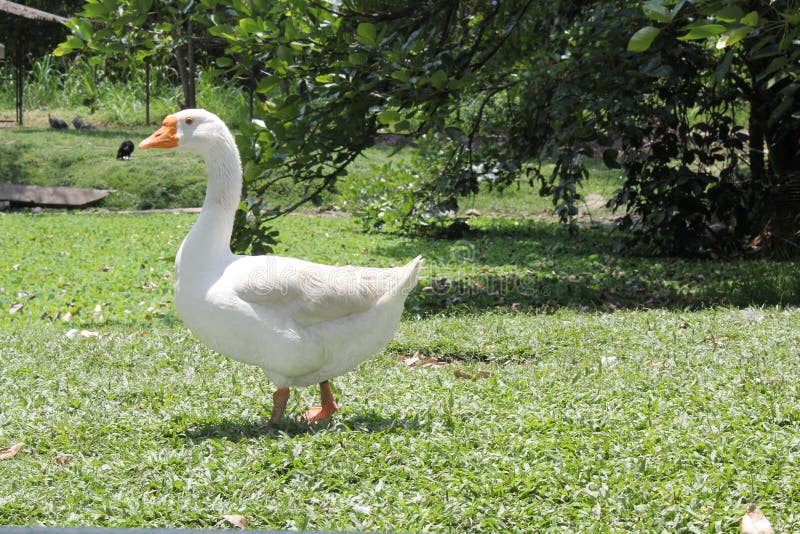 Goose walking on the lawn stock photo. Image of daylight 120030758
