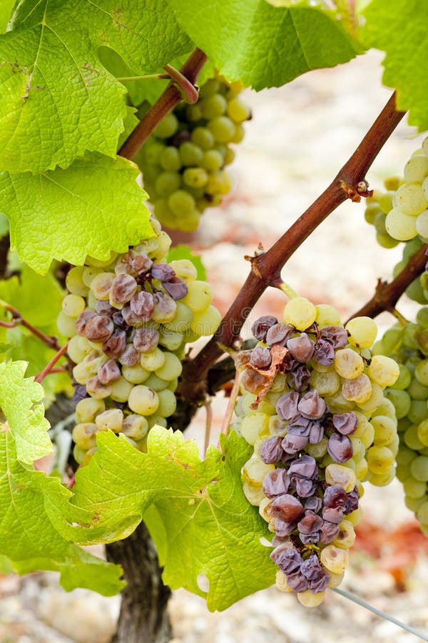 White grape in Sauternes