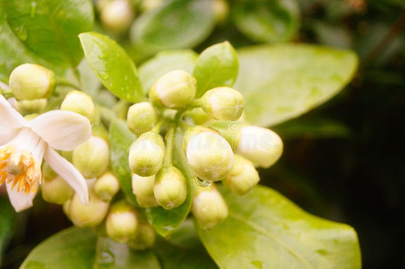 Grapefruit flowers stock image. Image of gardening, juicy 163289