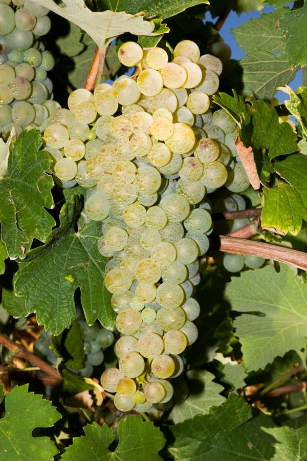White Wine Vine stock image. Image of plant, taste, natural 284229