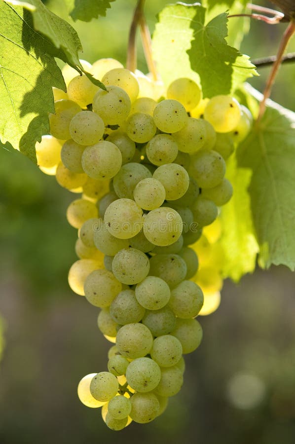 White grapes stock image. Image of bright, fruit, vine 14332717