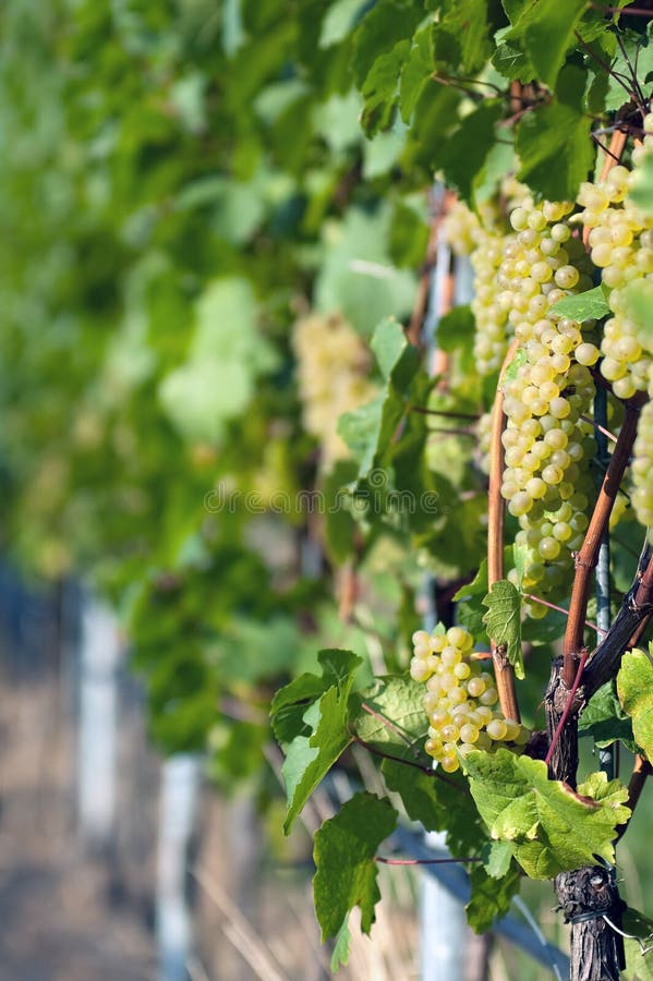 White grapes stock image. Image of october, copy, county 19424023