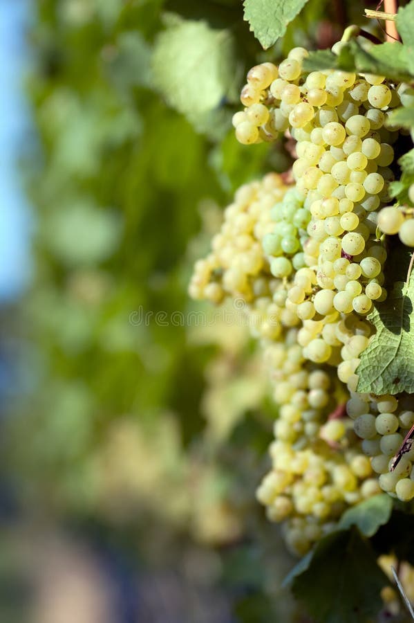 White grapes stock image. Image of nutritious, purple 19424043