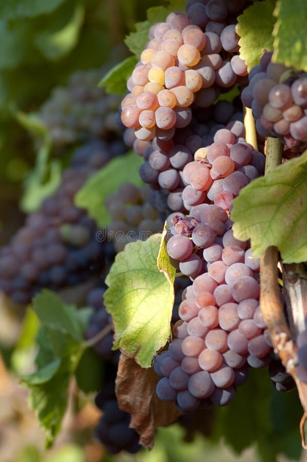 White grapes stock photo. Image of agriculture, colorful 19424056