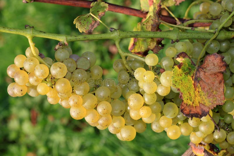 White grapes stock image. Image of vitamins, wine, snack 21407303
