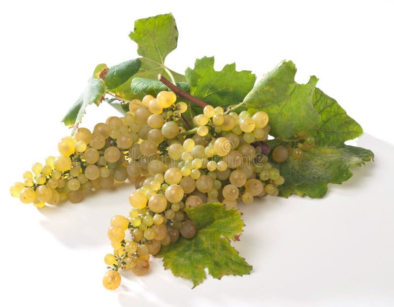 White grapes