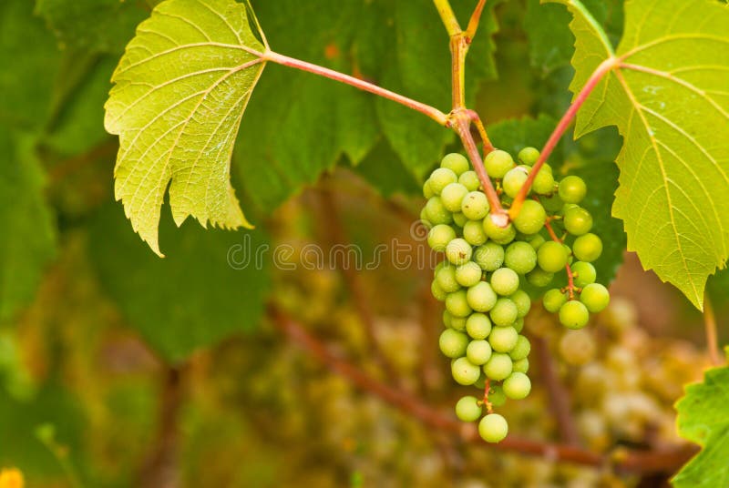 White grapes stock image. Image of spain, ribeiro, wine 23482341