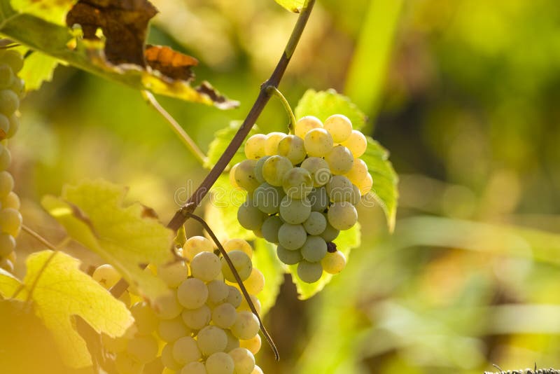 White grapes