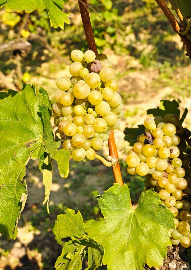 White Grapes for Making the Famous Wine Hungarian Tokaji Aszu Stock