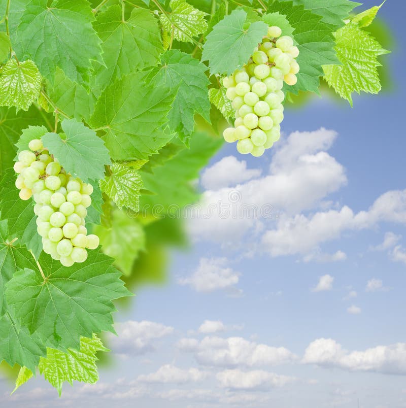 White grapes and leaves in garden