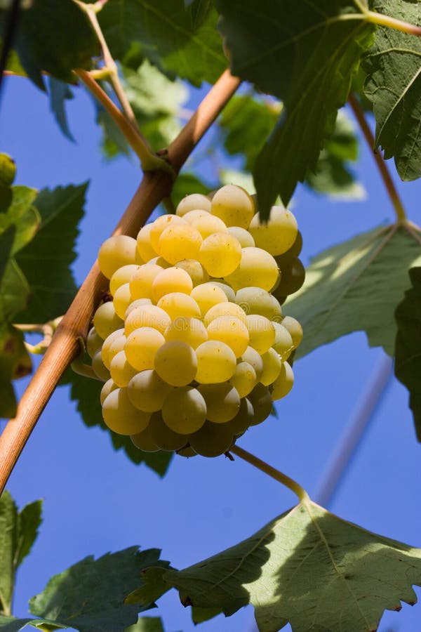 White Grapes Ready for Harvest Stock Image Image of grapes, white 27047175