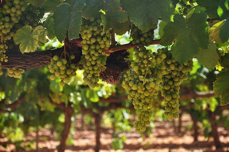 White grapes stock image. Image of green, alcohol, close 57365795